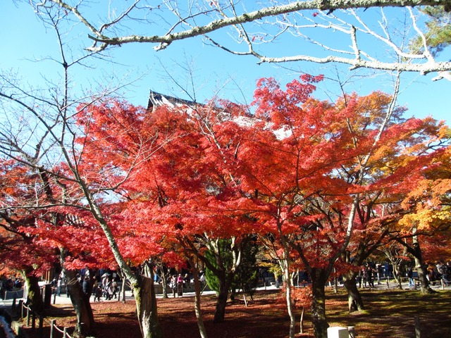 autumn-leaves-2012-nanzenji-24
