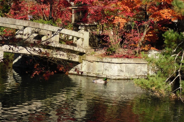 autumn-leaves-2012-eikando-17