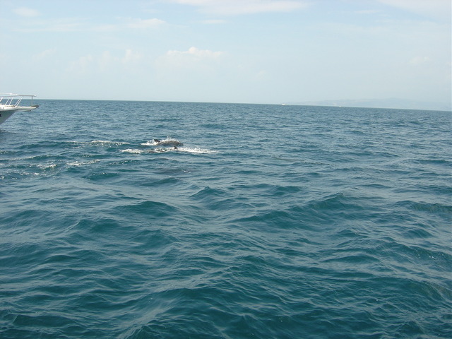 kyusyu-0508-4-iruka-watching-4