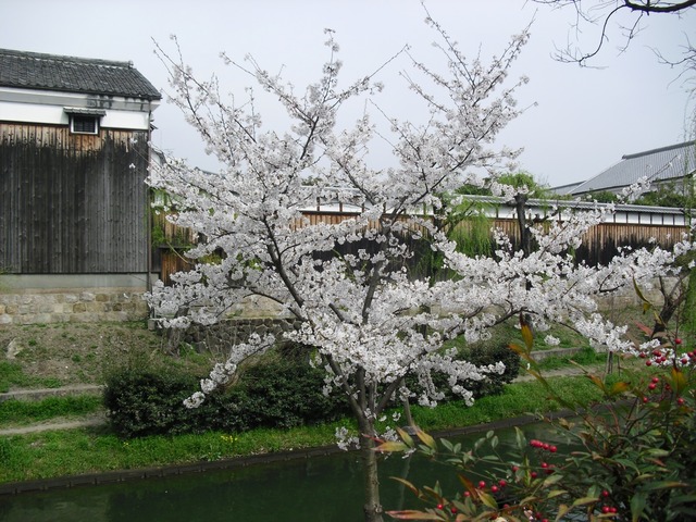 cherry-blossom-fushimi-jyukkokubune-2012-2