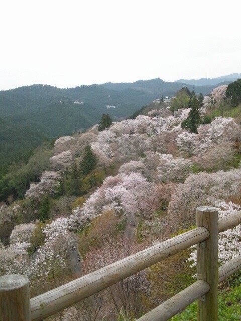 cherry-blossom-nara-yoshino-2012-3