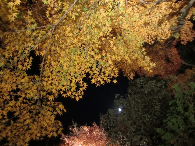 autumn-leaves-2012-chionin-8