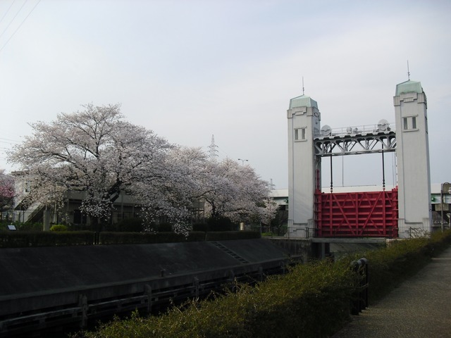 cherry-blossom-fushimi-jyukkokubune-2012-6