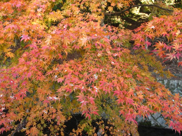 autumn-leaves-2012-kyoto-tetsugakunomichi-8