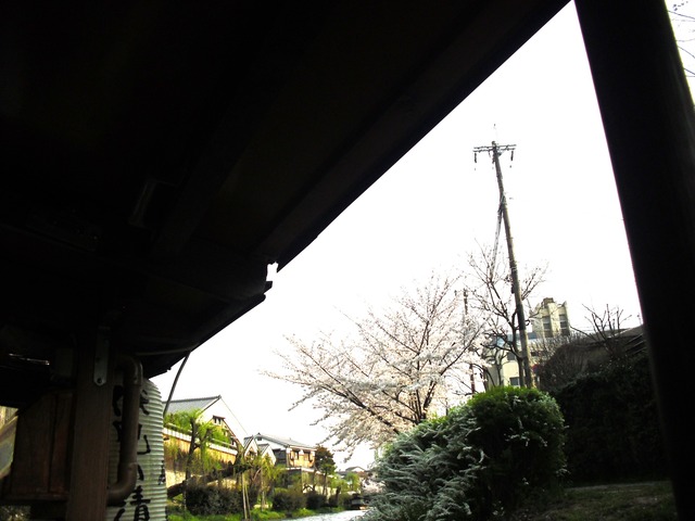 cherry-blossom-fushimi-jyukkokubune-2012-4