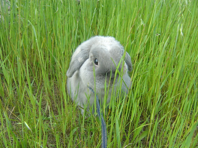 mypet-rabbit-sora-usanpo2011-7