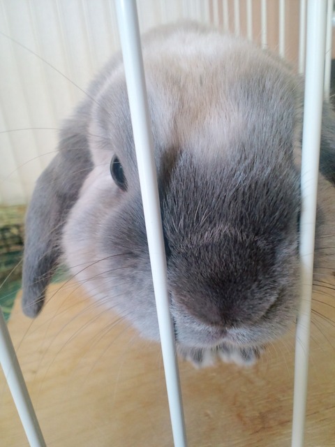 mypet-rabbit-sora-0904-2