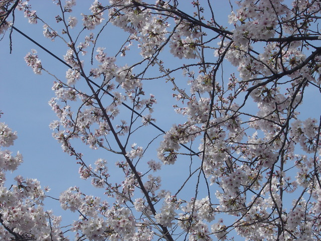cherry-blossom-110410-2