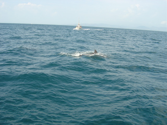 kyusyu-0508-4-iruka-watching-5