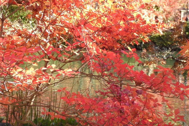 autumn-leaves-2012-eikando-14