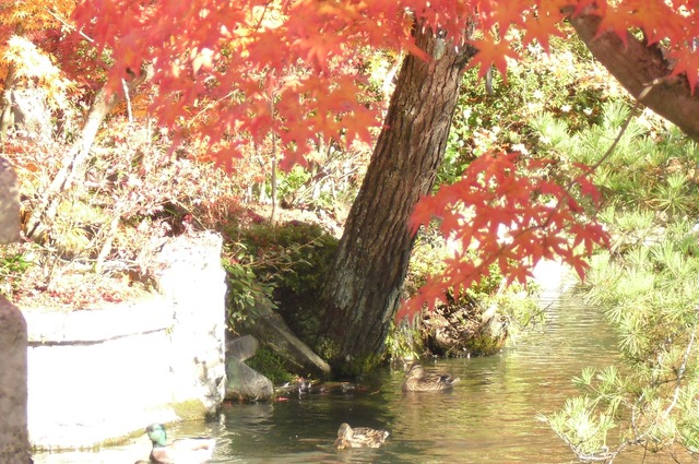 autumn-leaves-2012-eikando-16