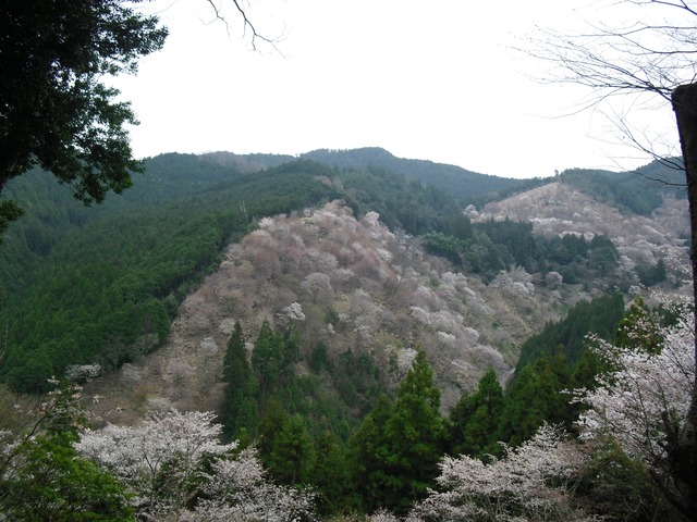cherry-blossom-nara-yoshino-2012-7