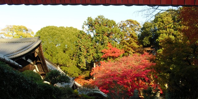 autumn-leaves-2012-shinnyodo-15