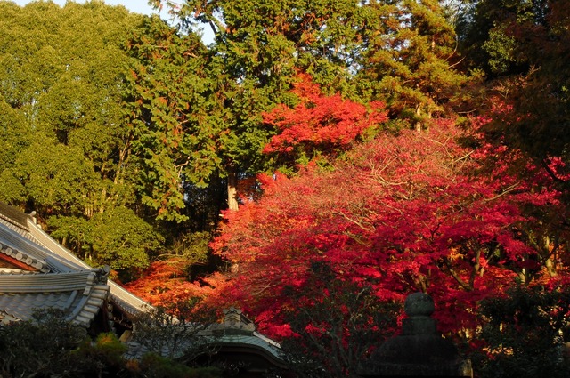 autumn-leaves-2012-shinnyodo-16