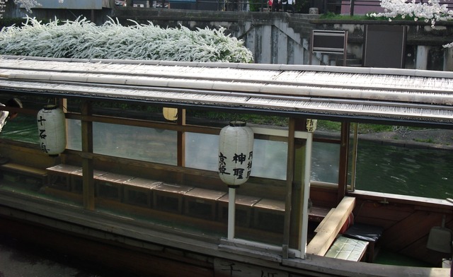 cherry-blossom-fushimi-jyukkokubune-2012-3