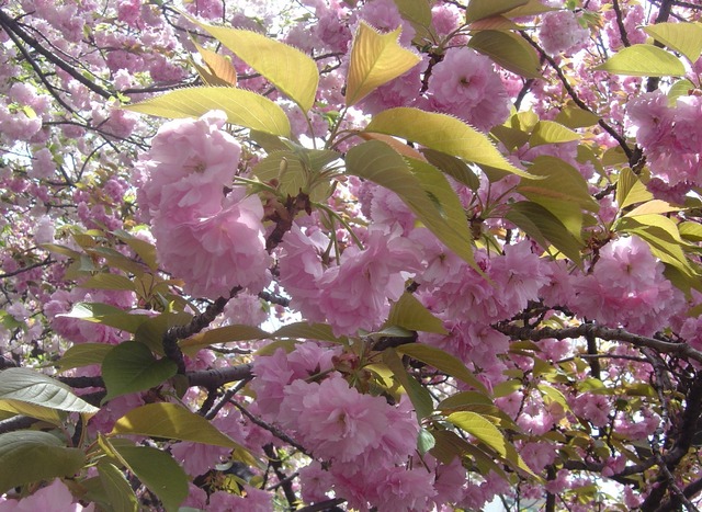 cherry-blossom-japanmint-2010-5