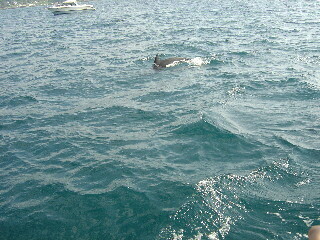 kyusyu-0508-4-iruka-watching-3