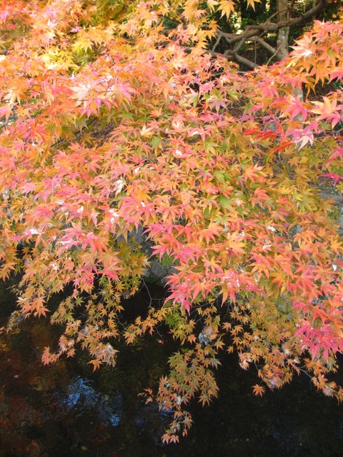 autumn-leaves-2012-kyoto-tetsugakunomichi-7