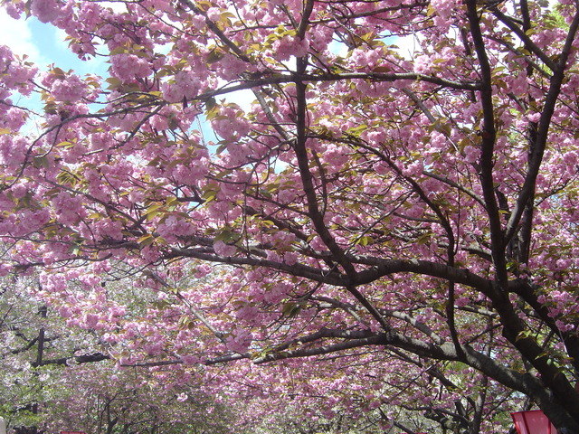 cherry-blossom-japanmint-2010-9