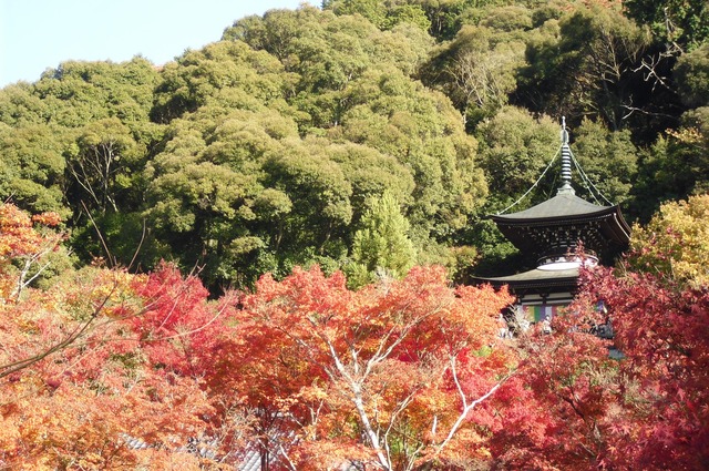 autumn-leaves-2012-eikando-18