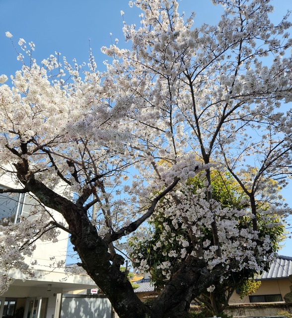 cherry-blossom-230329-6