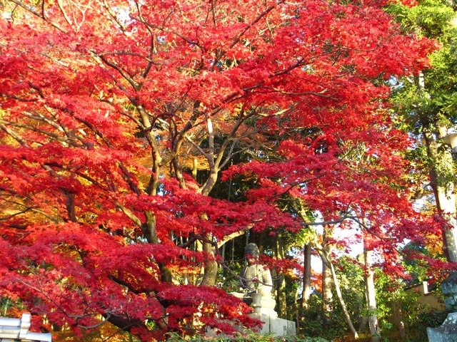 autumn-leaves-2012-shinnyodo-20