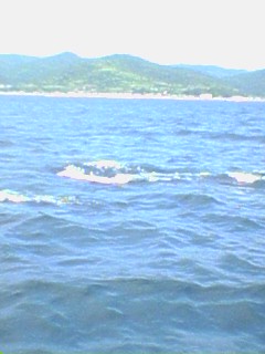 kyusyu-0508-4-iruka-watching-12