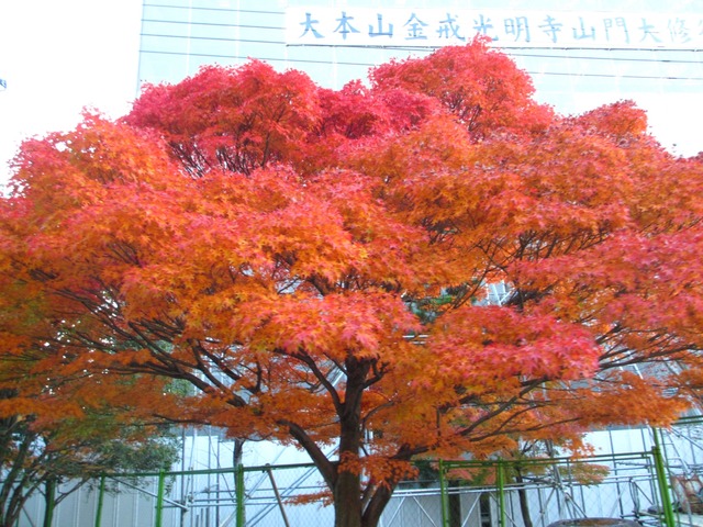 autumn-leaves-2012-shinnyodo-26