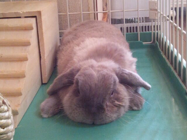 mypet-rabbit-sora-110923