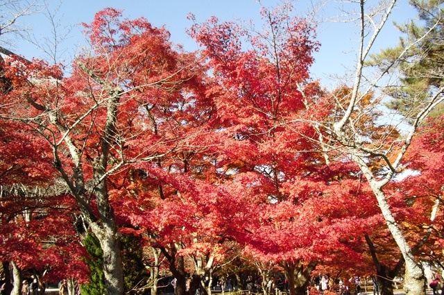 autumn-leaves-2012-nanzenji-23