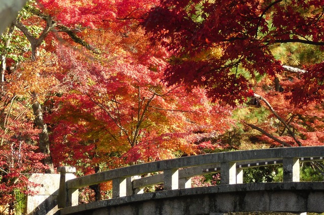 autumn-leaves-2012-eikando-15