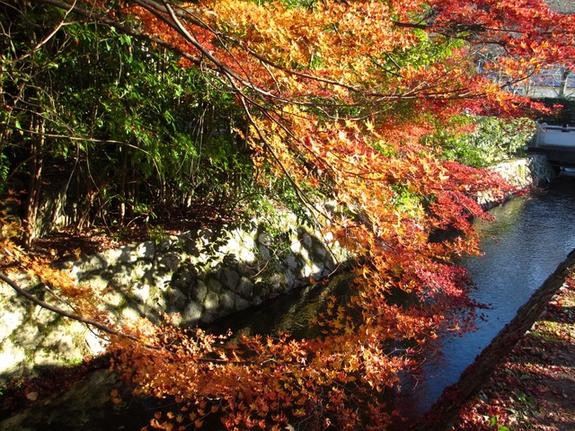 autumn-leaves-2012-kyoto-tetsugakunomichi-2