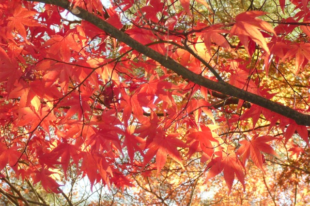 autumn-leaves-2012-eikando-9