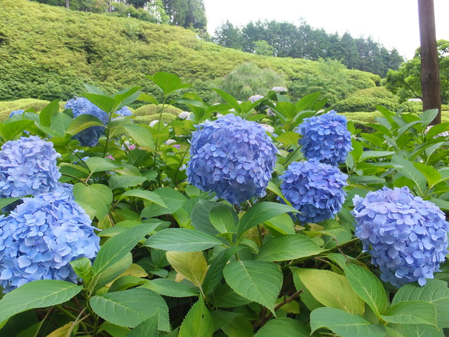 DSCF1997