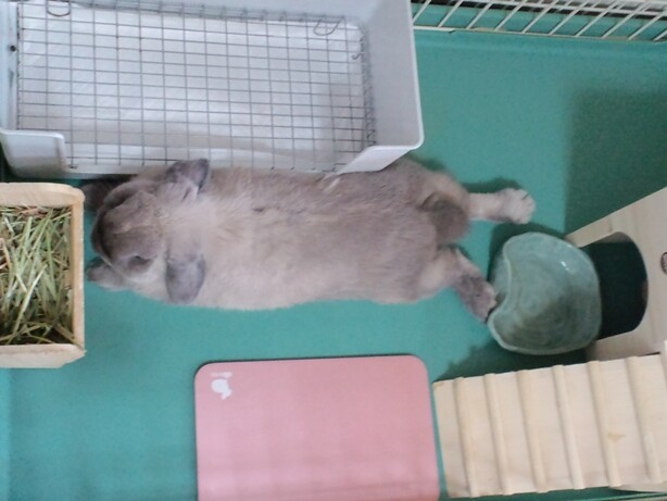 mypet-rabbit-sora-100710-2