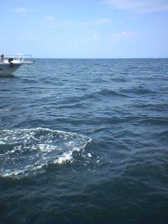 kyusyu-0508-4-iruka-watching-7