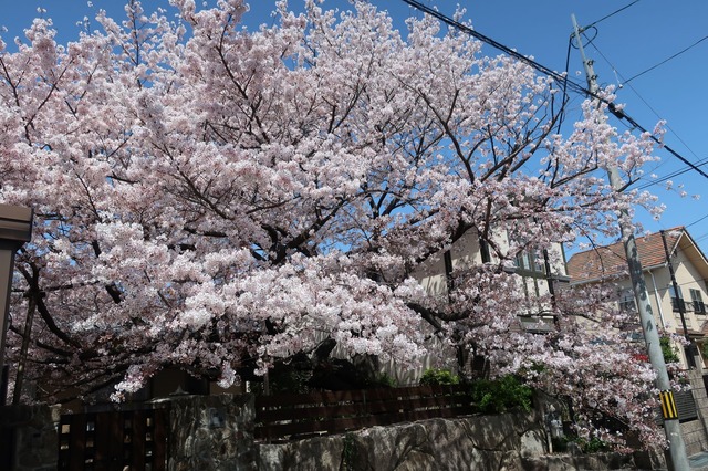 cherry-blossom-210331-6a