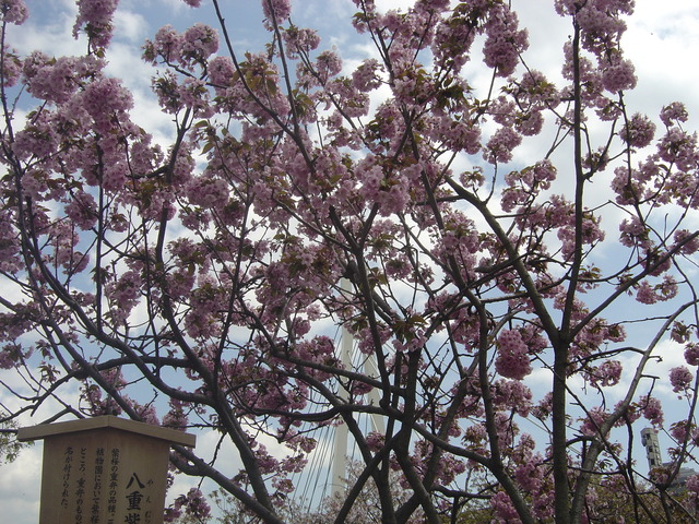 cherry-blossom-japanmint-2010-2