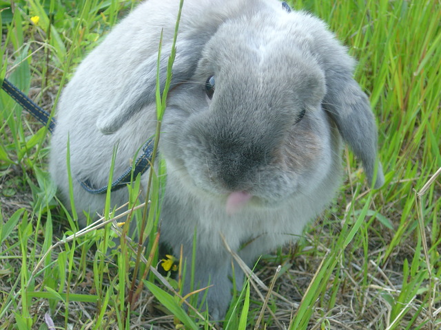 mypet-rabbit-sora-usanpo2011-5