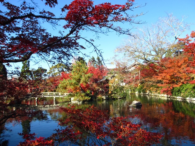 autumn-leaves-2012-eikando-20