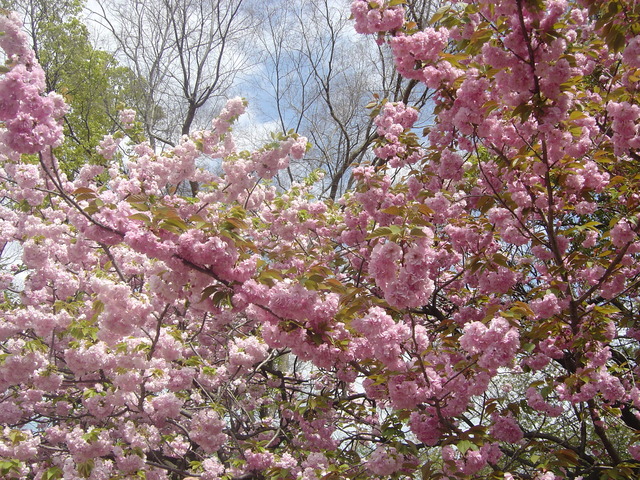 cherry-blossom-japanmint-2010-7