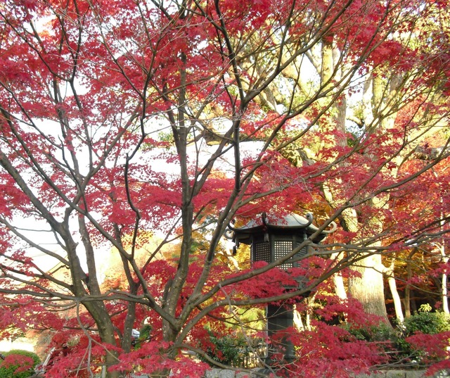 autumn-leaves-2012-shinnyodo-12