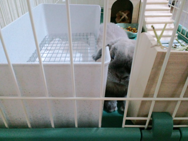 mypet-rabbit-sora-100523-3
