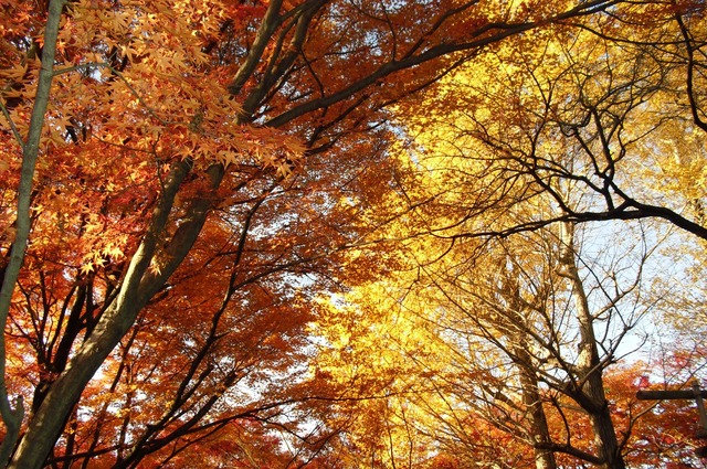 autumn-leaves-2012-shinnyodo-9
