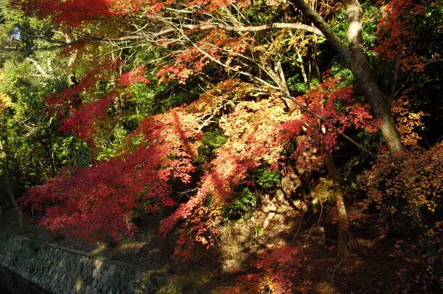 autumn-leaves-2012-kyoto-tetsugakunomichi-3