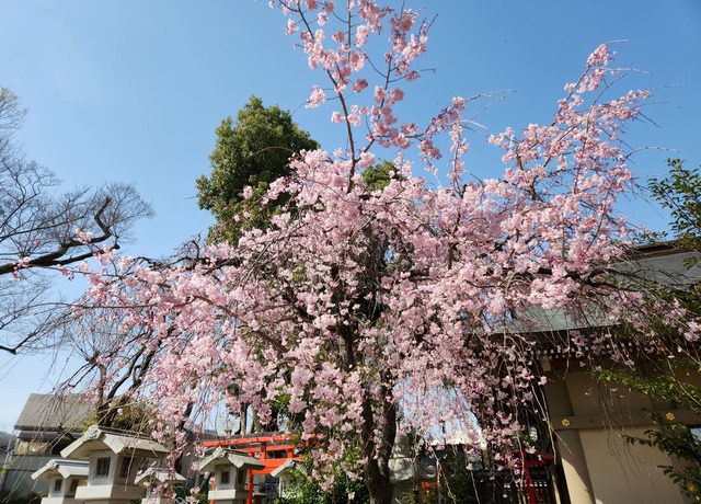 cherry-blossom-230329-4