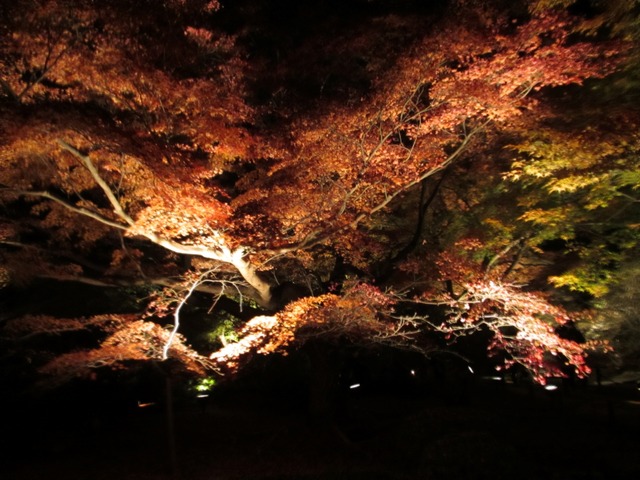 autumn-leaves-2012-shorenin-11