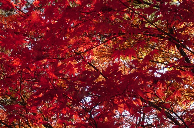 autumn-leaves-2012-eikando-8