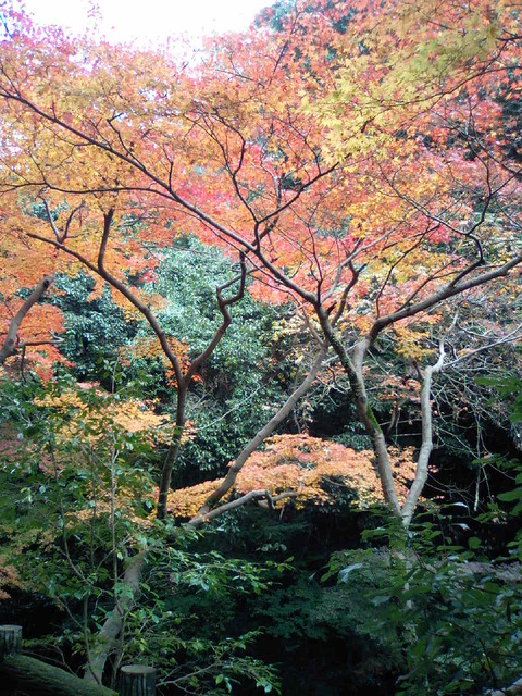autumn-leaves-2006-minoh-1