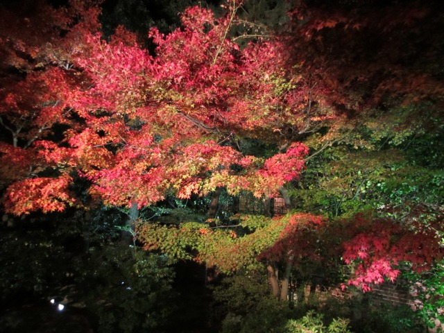 autumn-leaves-2012-entokuin-5